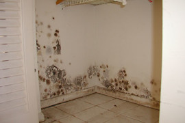 mold-removal1