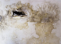 Flood damage mold on wall in Northbrook